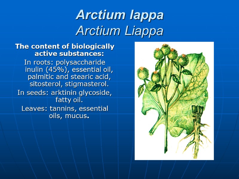 Arctium lappa  Arctium Liappa The content of biologically active substances: In roots: polysaccharide